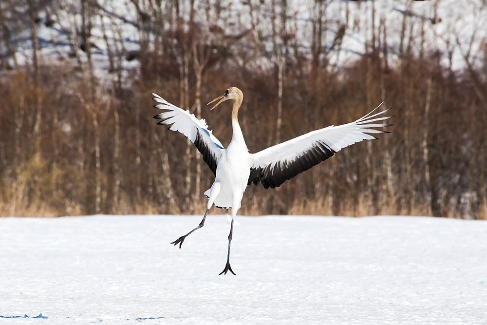Japan-Hokkaido-Kushiro An immature red-crowned crane spreads its wings in its dance practice